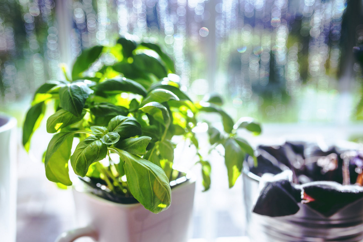 basil herbs